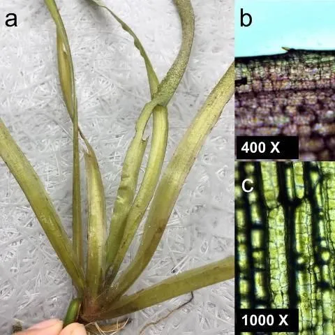 thumbnail for publication: Tapegrass, Eelgrass, or Wild Celery (Vallisneria americana Michaux): A Native Aquatic and Wetland Plant